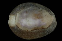 藏品(雪山寶螺)的圖片